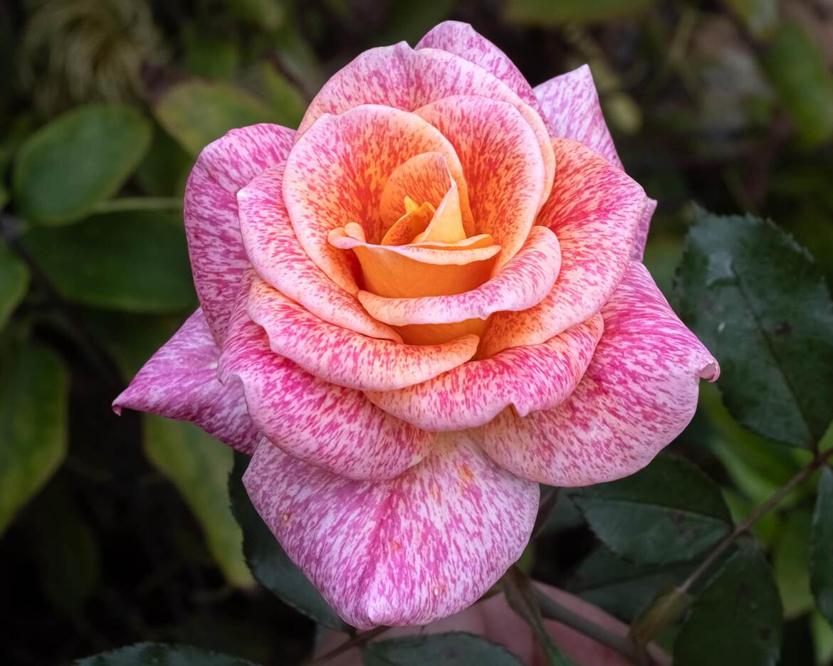 Rose 'Michel Serrault'