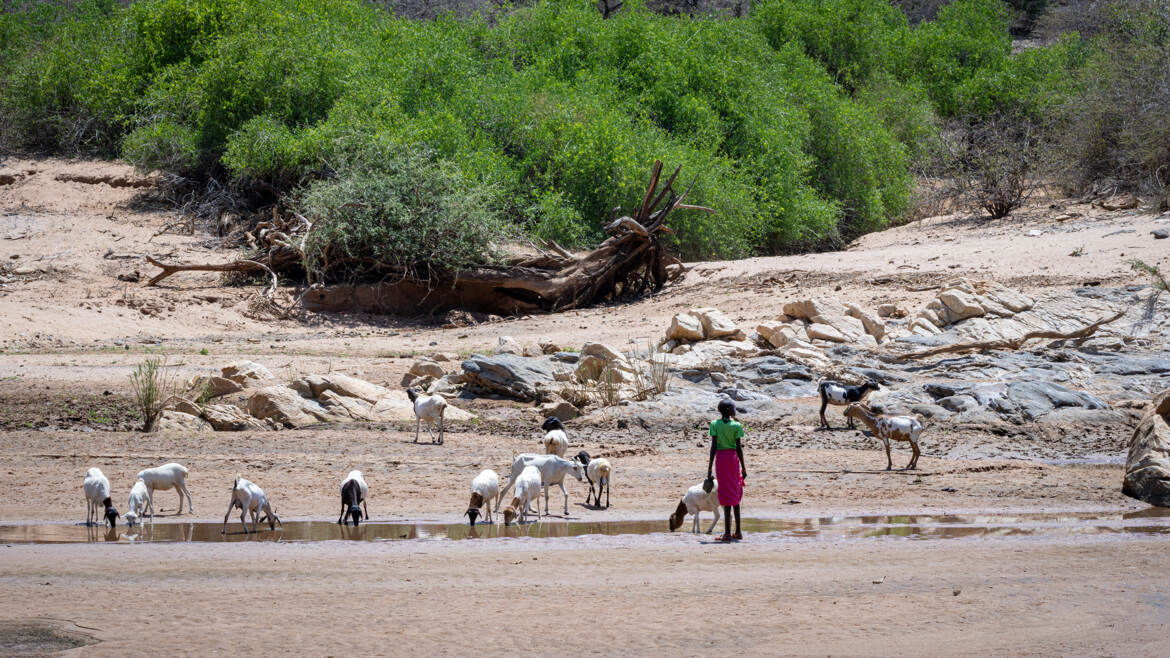 Le jeune fille aux chèvres