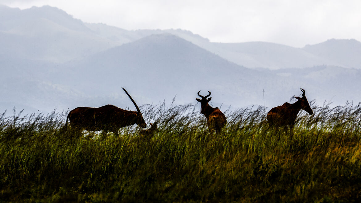 Bubales et Oryx