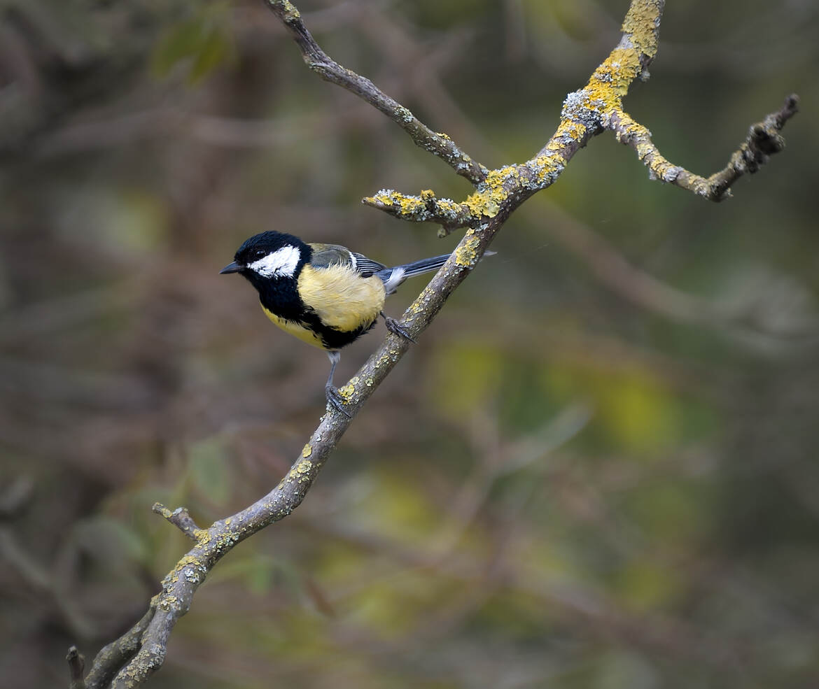 Parus major