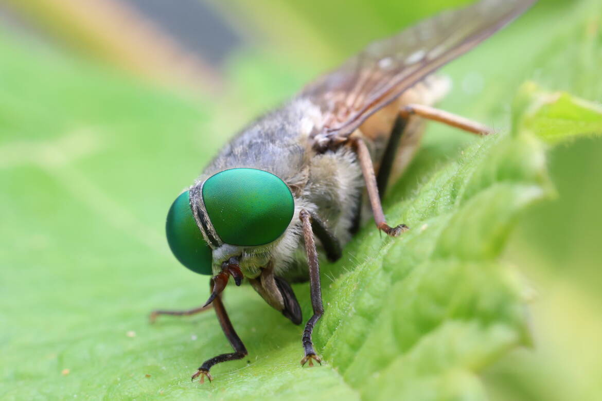 De grands yeux verts
