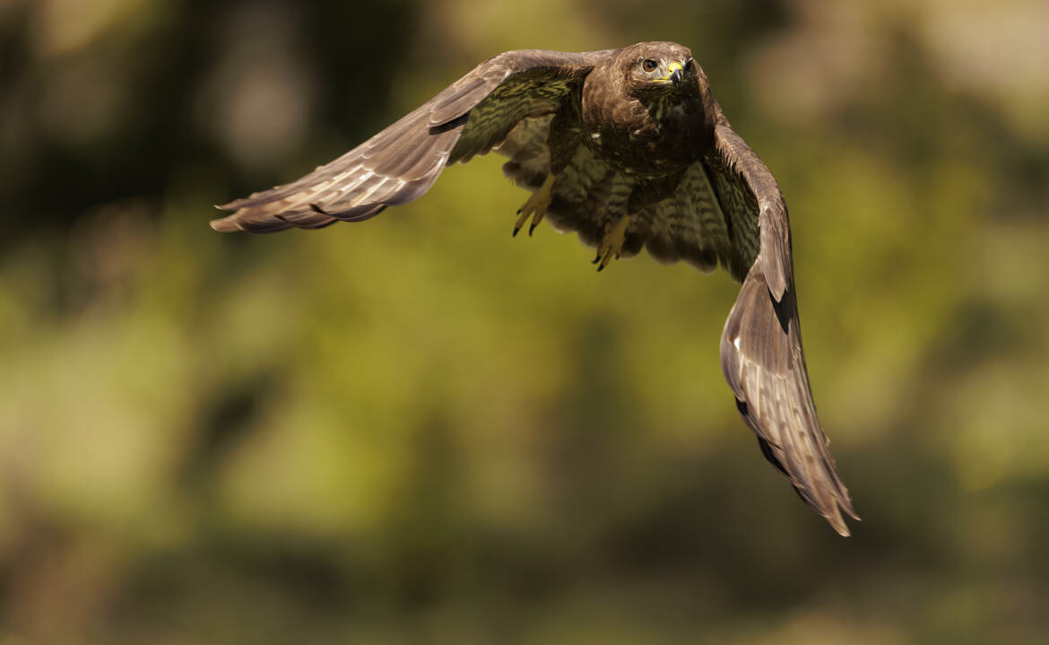 Le vol de la Buse variable