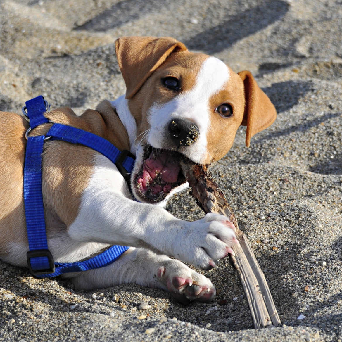 Petit chien sur la plage
