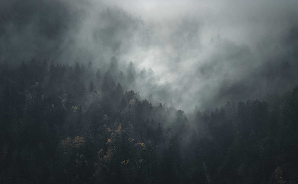 Forêt dans la brume