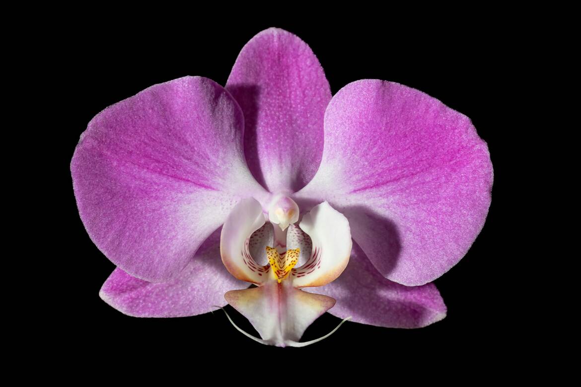 Phalaenopsis
