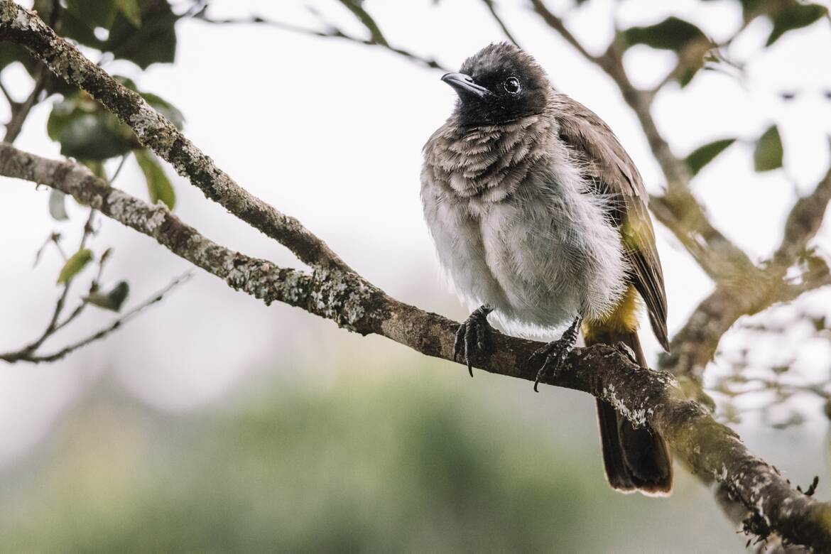 Bulbul D'Arabie