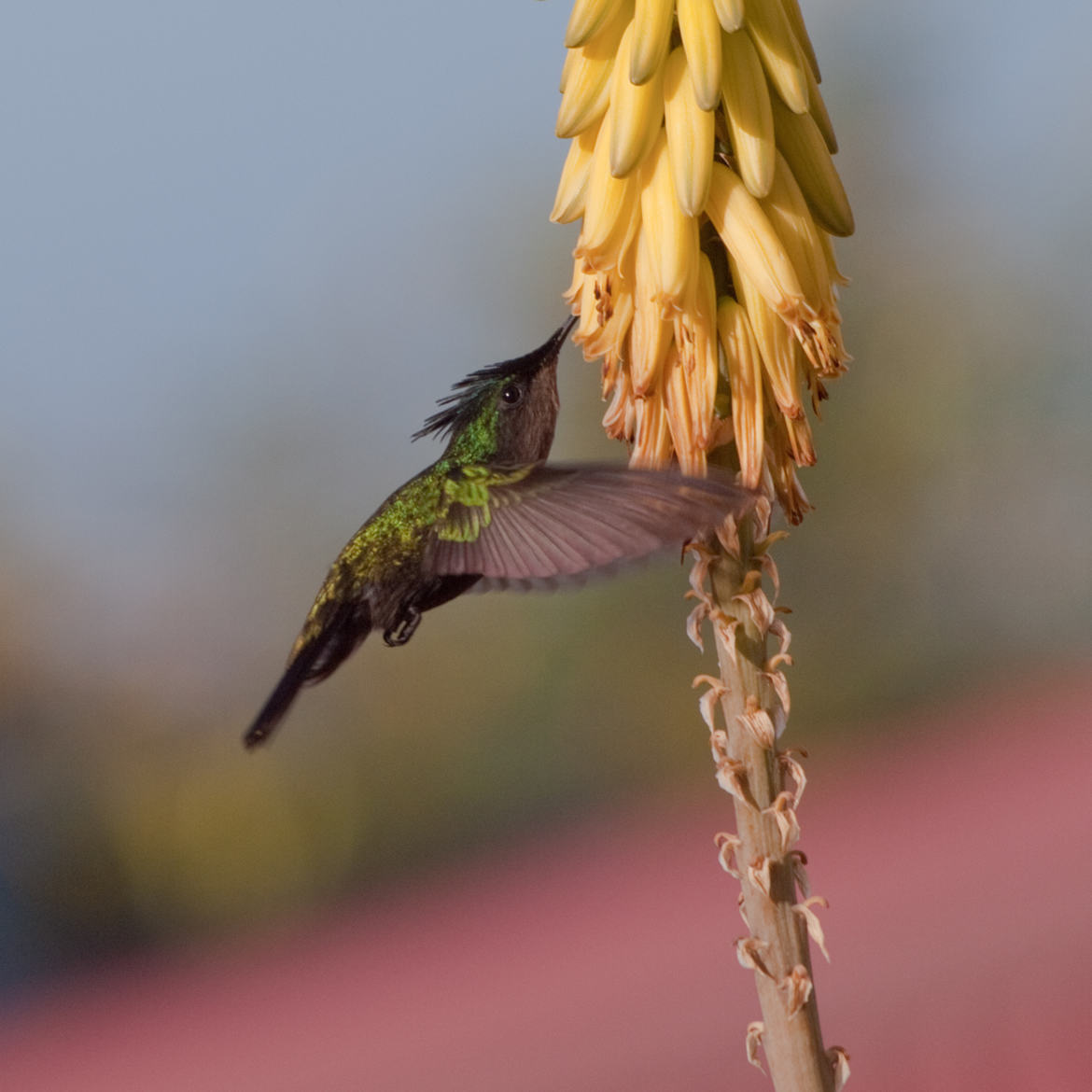 colibri