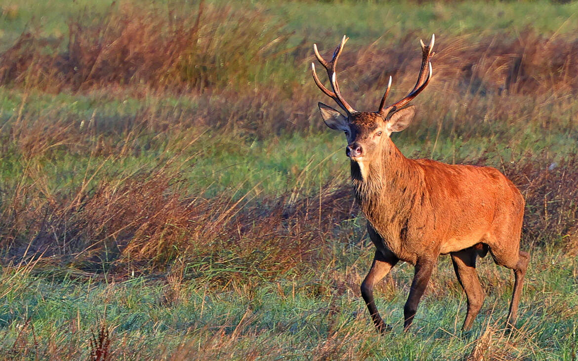 I'm a poor lonesome cowboy ....