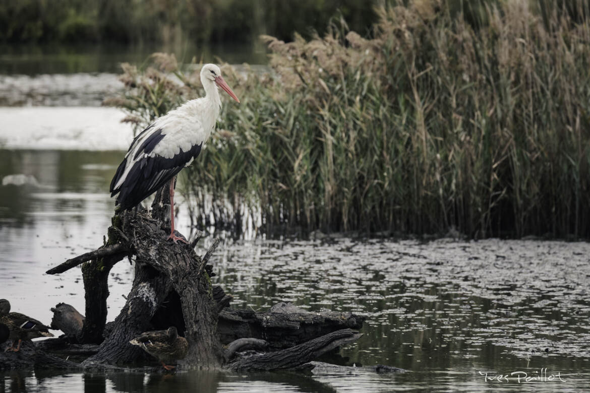 Sur ma branche perché...