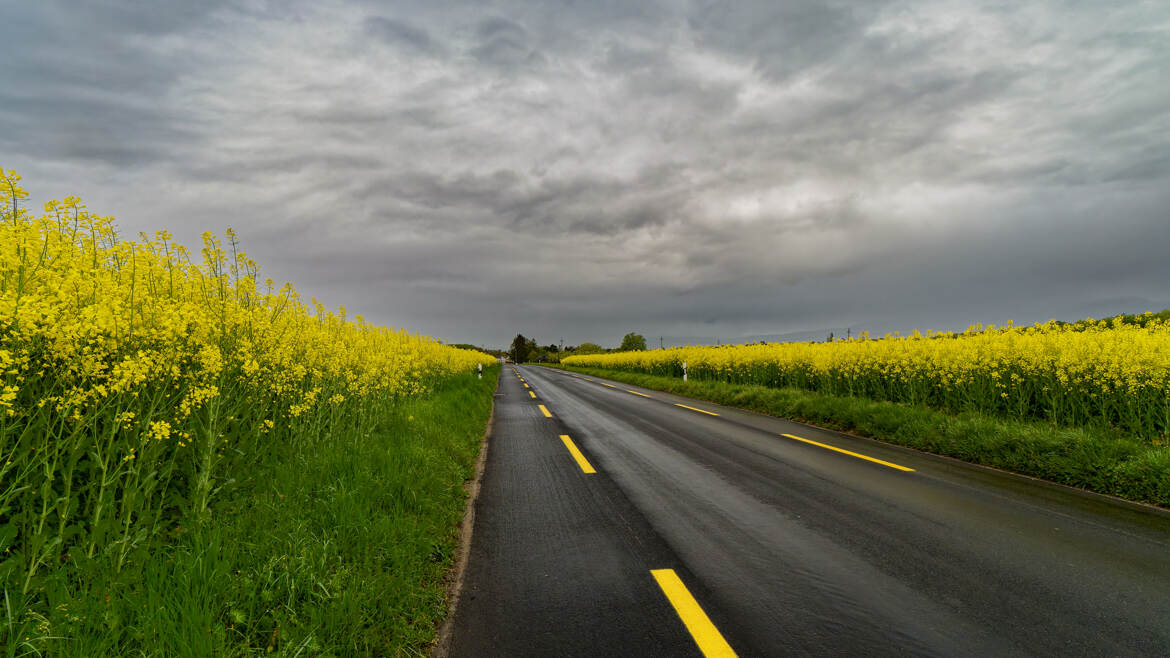 Pluie et colza