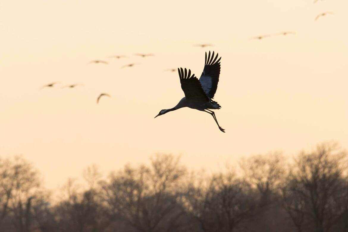 Grues cendrées au matin