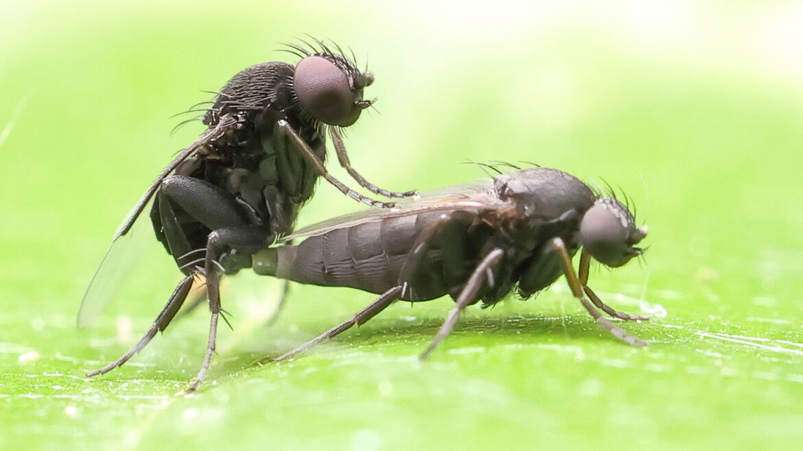 Aucune pudeur chez les mouches !