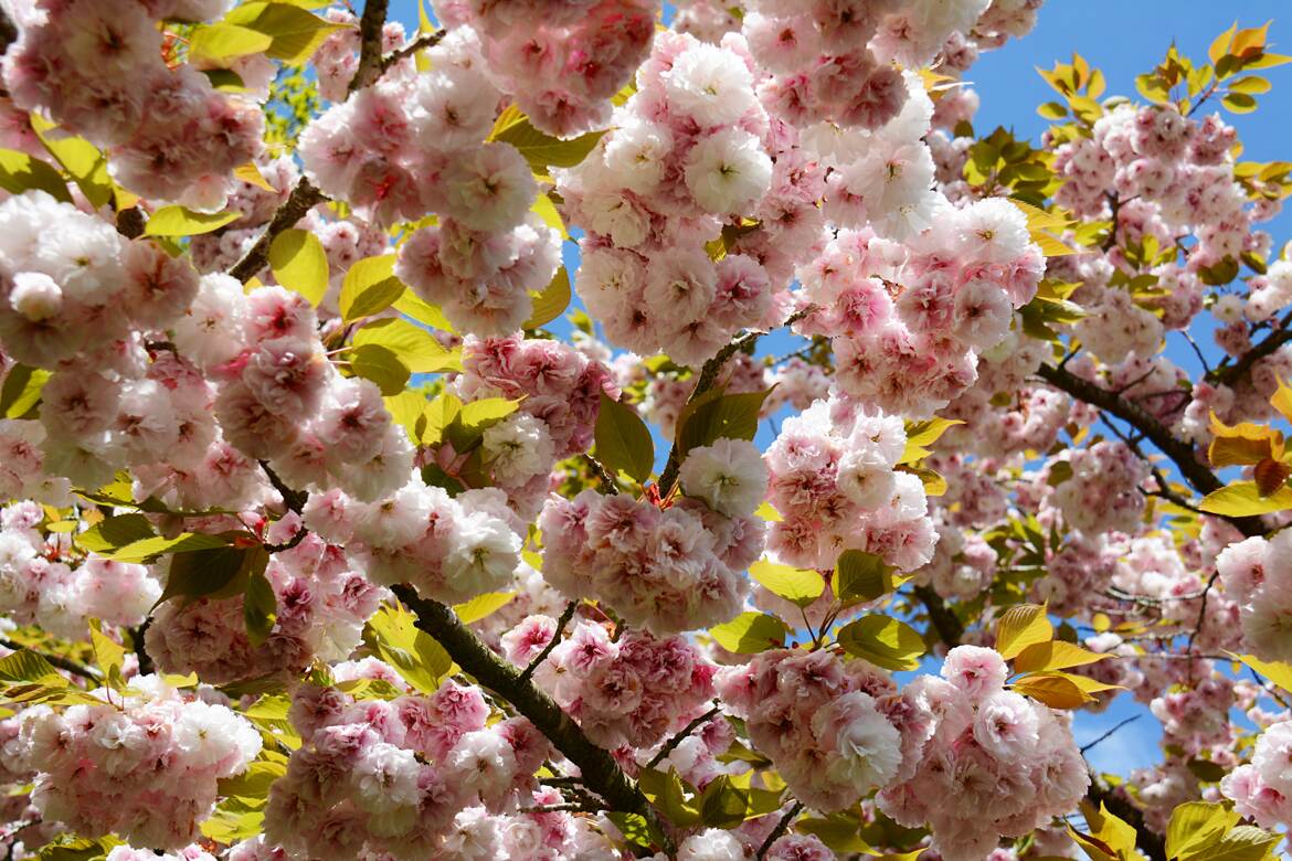 Un ciel de fleurs