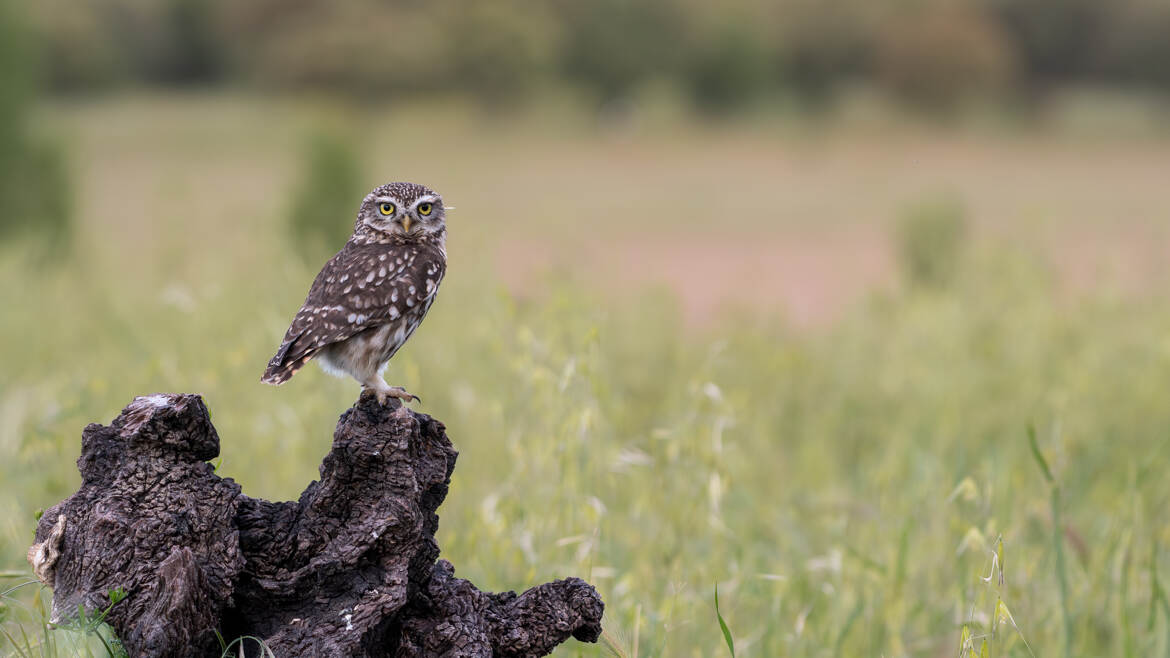 Une vielle souche comme perchoir