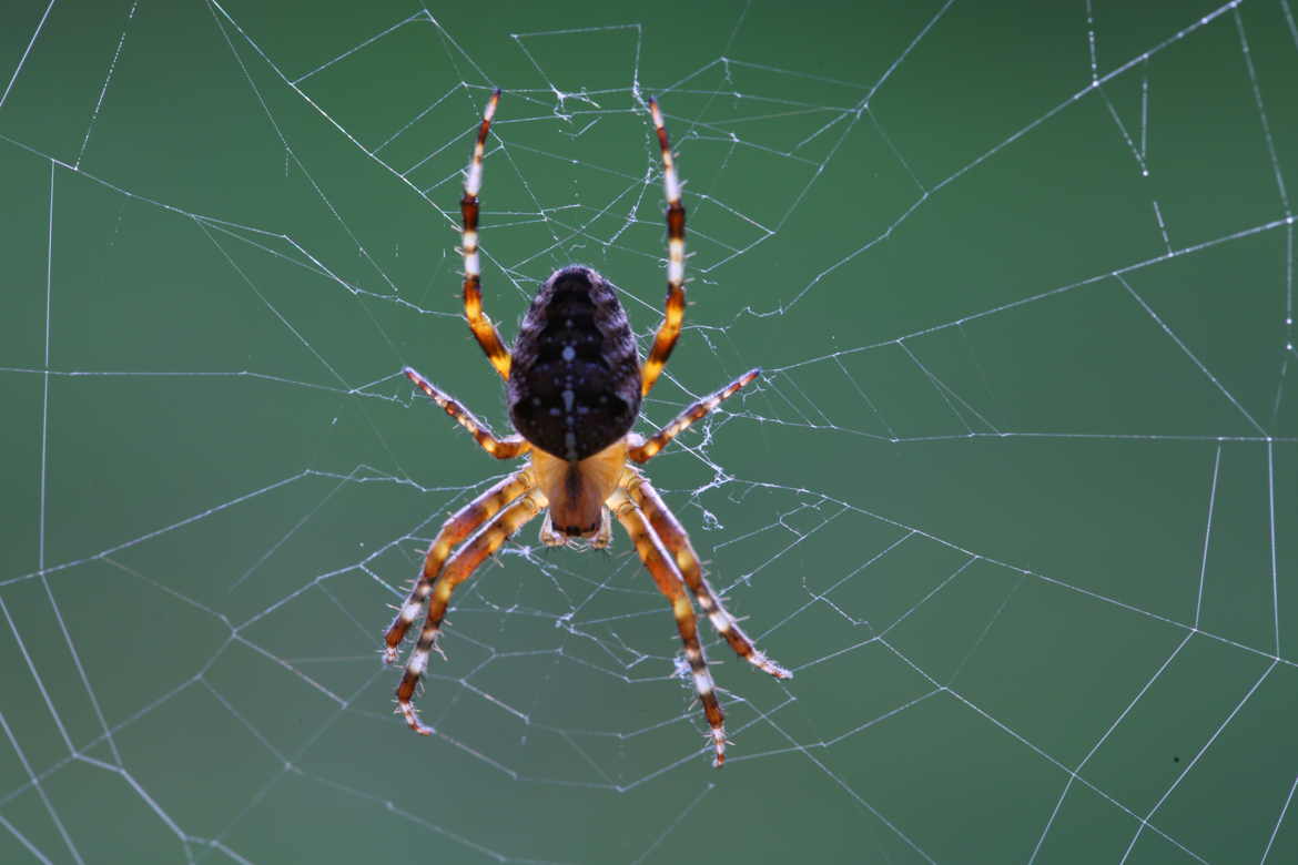 Petite araignée