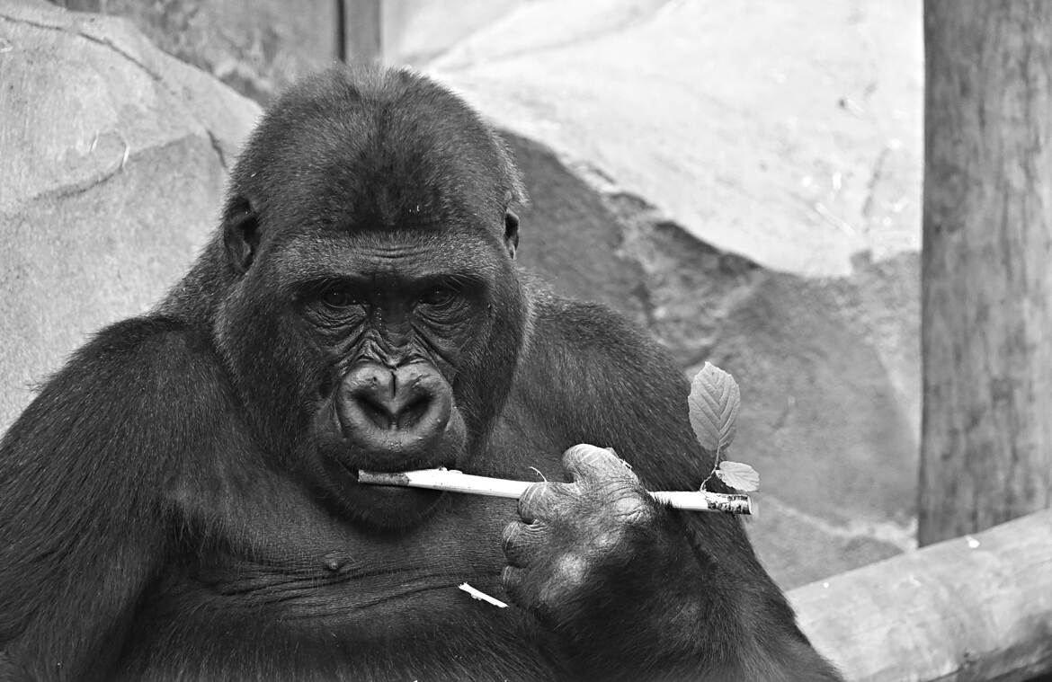 Je suis un peu fleur bleue....