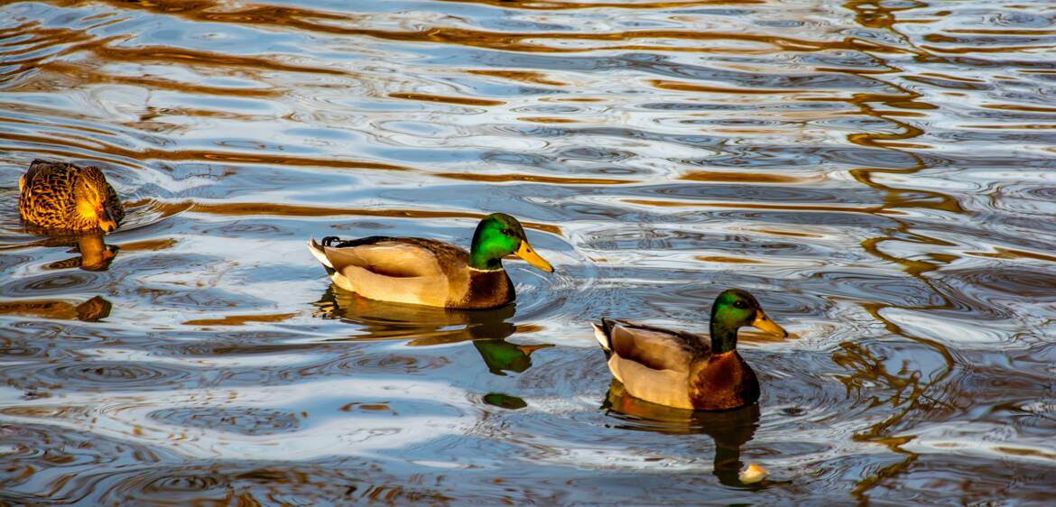 Colvert