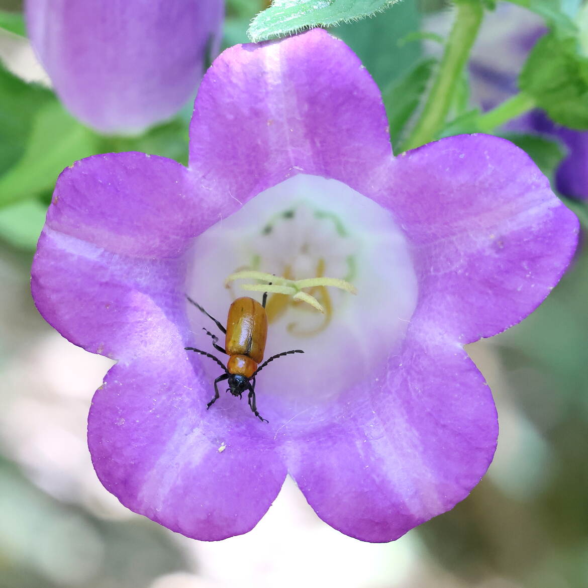 Peuple des fleurs