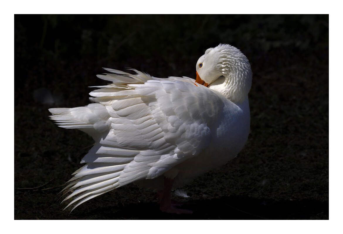 Toilettage, essentielle pour maintenir l'imperméabilité de son plumage !