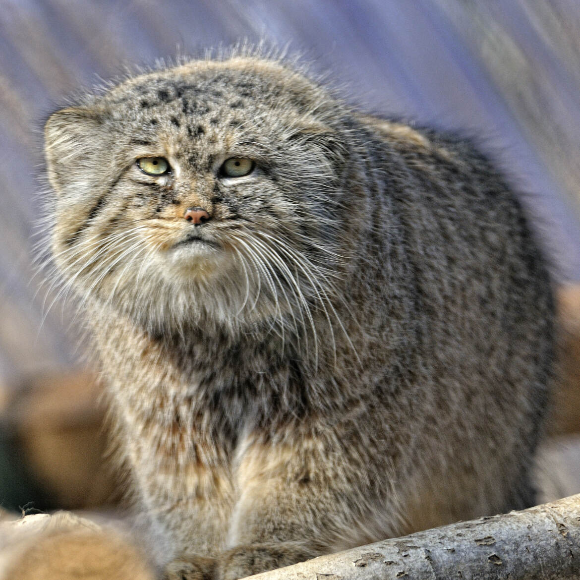 Chat de pallas , manul