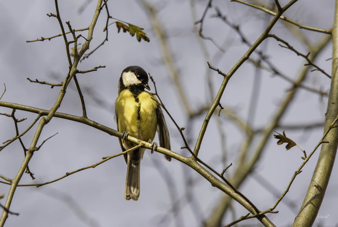 Mésange charbonnière