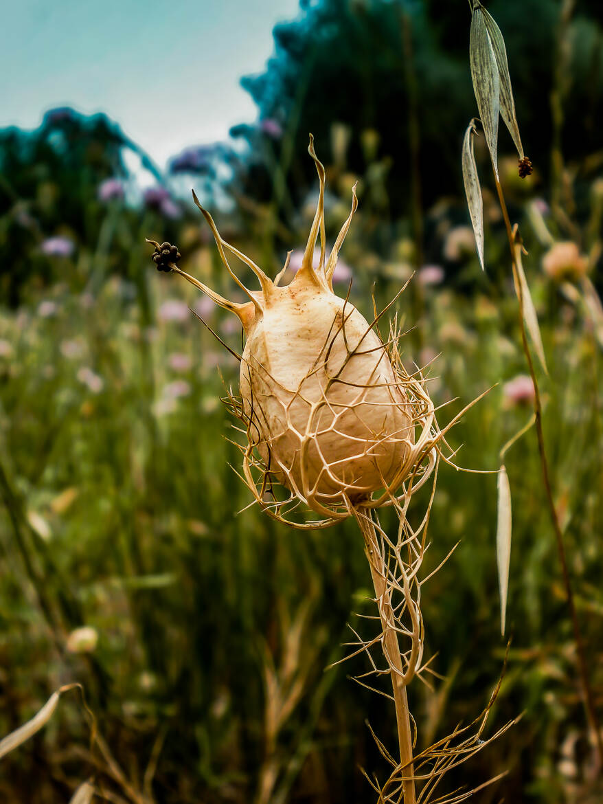 Nigelle de Damas à Capsules