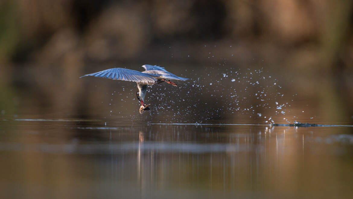 Pêche d'une grenouille