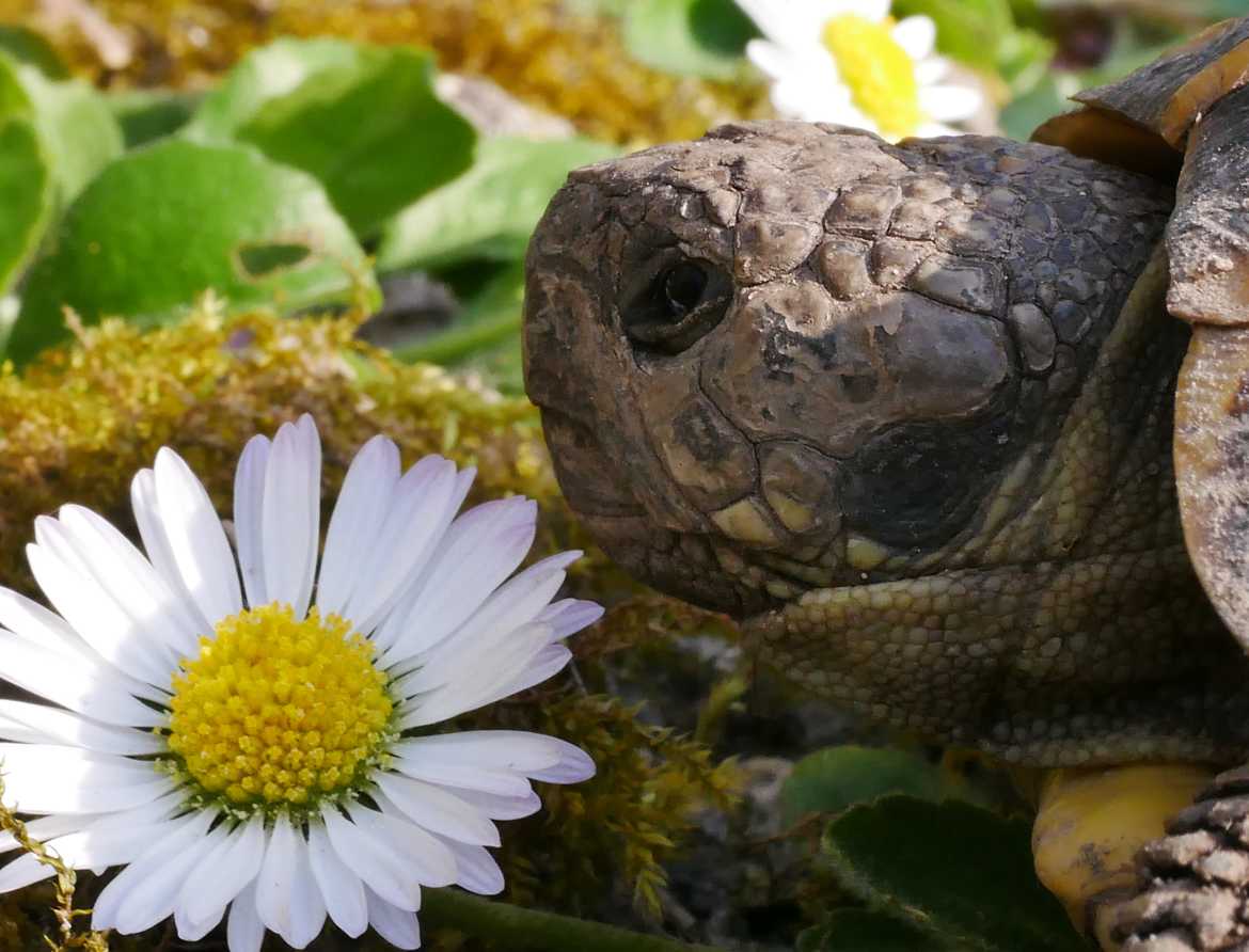 Fleur ou tortue que la nature est belle !