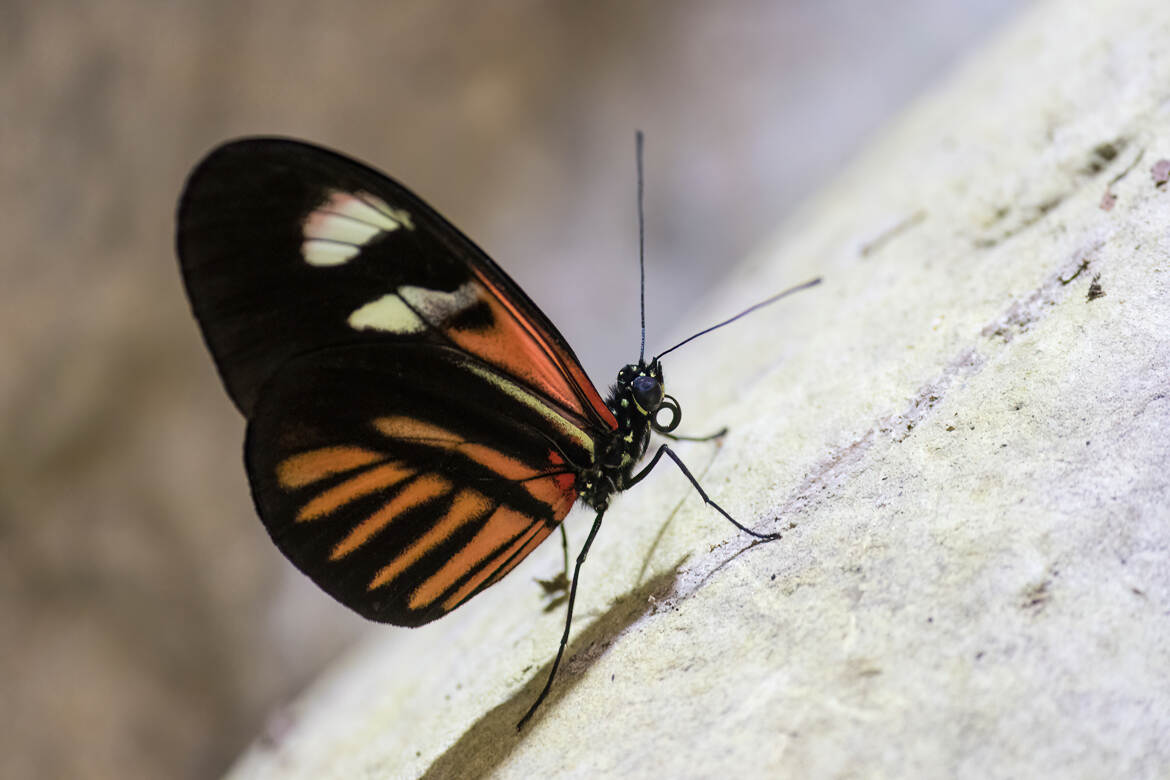 Locataire éphémère de la serre au papillons