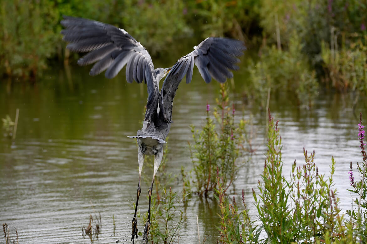 Envol au-dessus d'un plan d'eau.