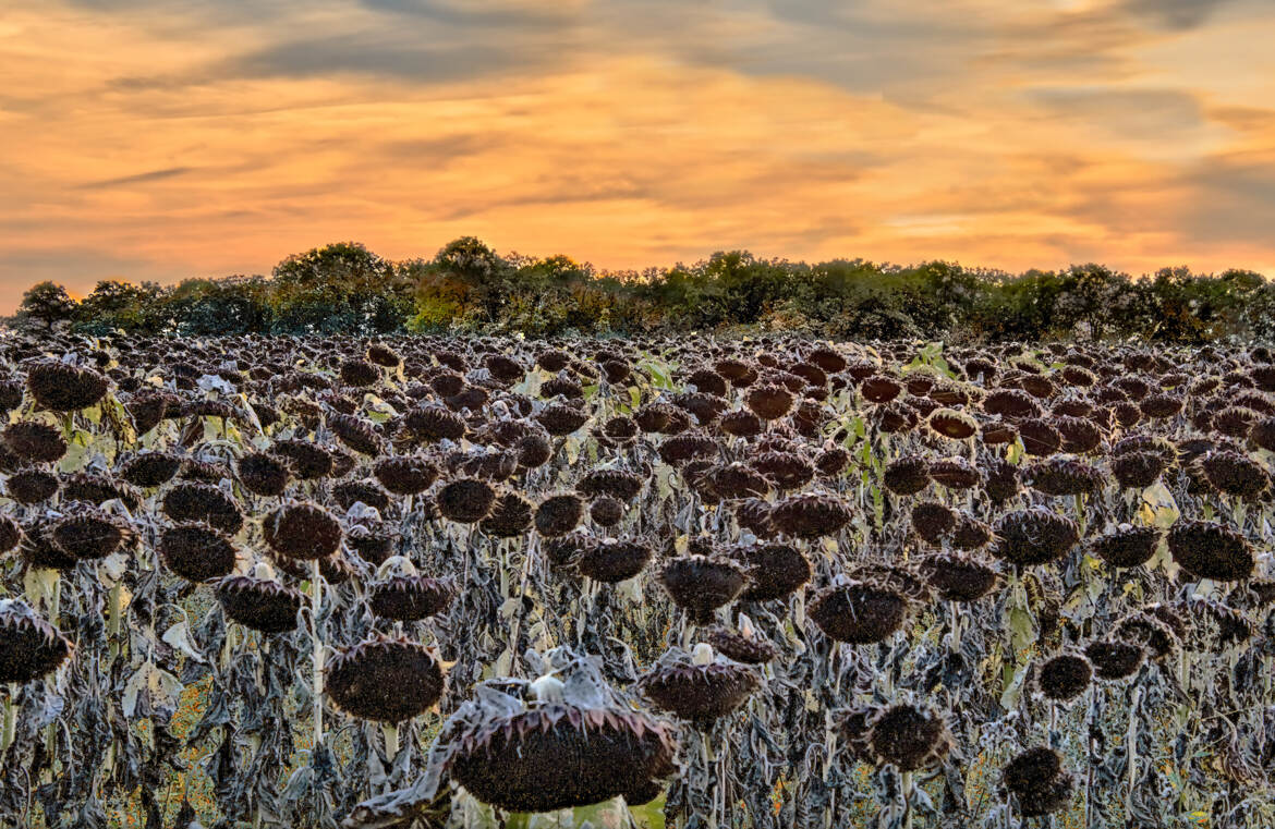 Soleils au couchant