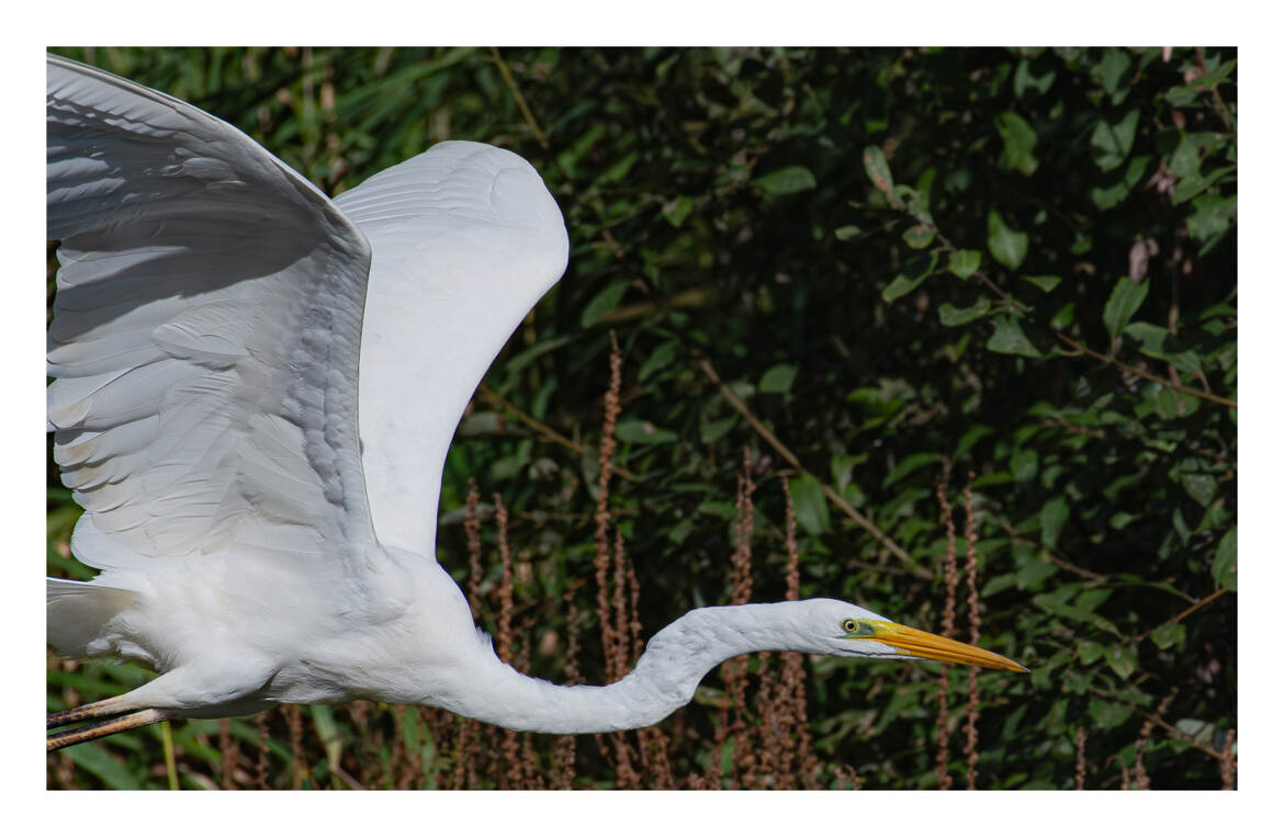 Portrait, du vol majestueux de la Grande Aigrette
