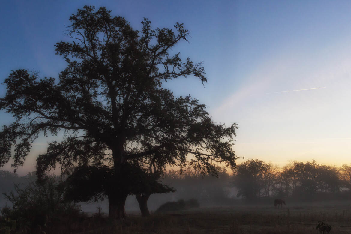 Un matin dans l'Allier