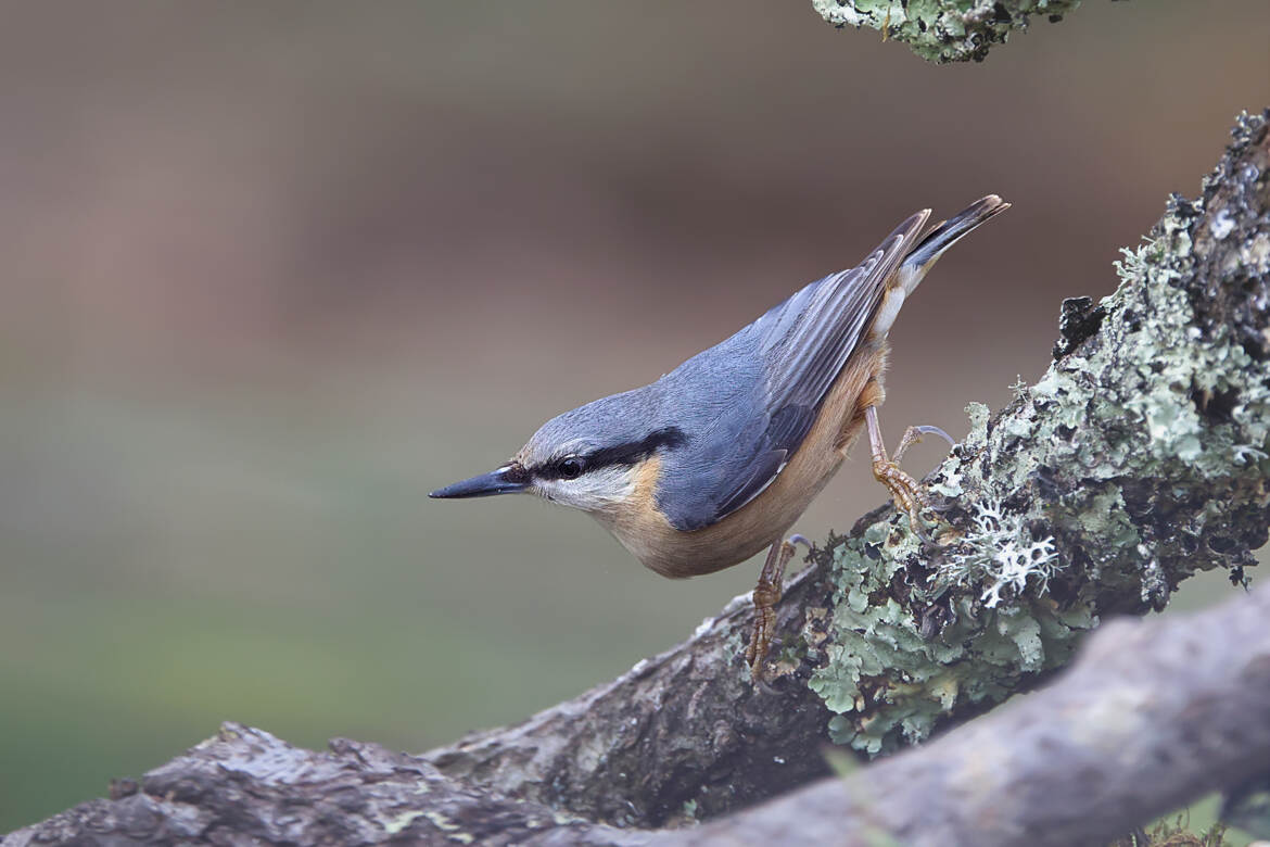 Petit oiseau, grand acrobate