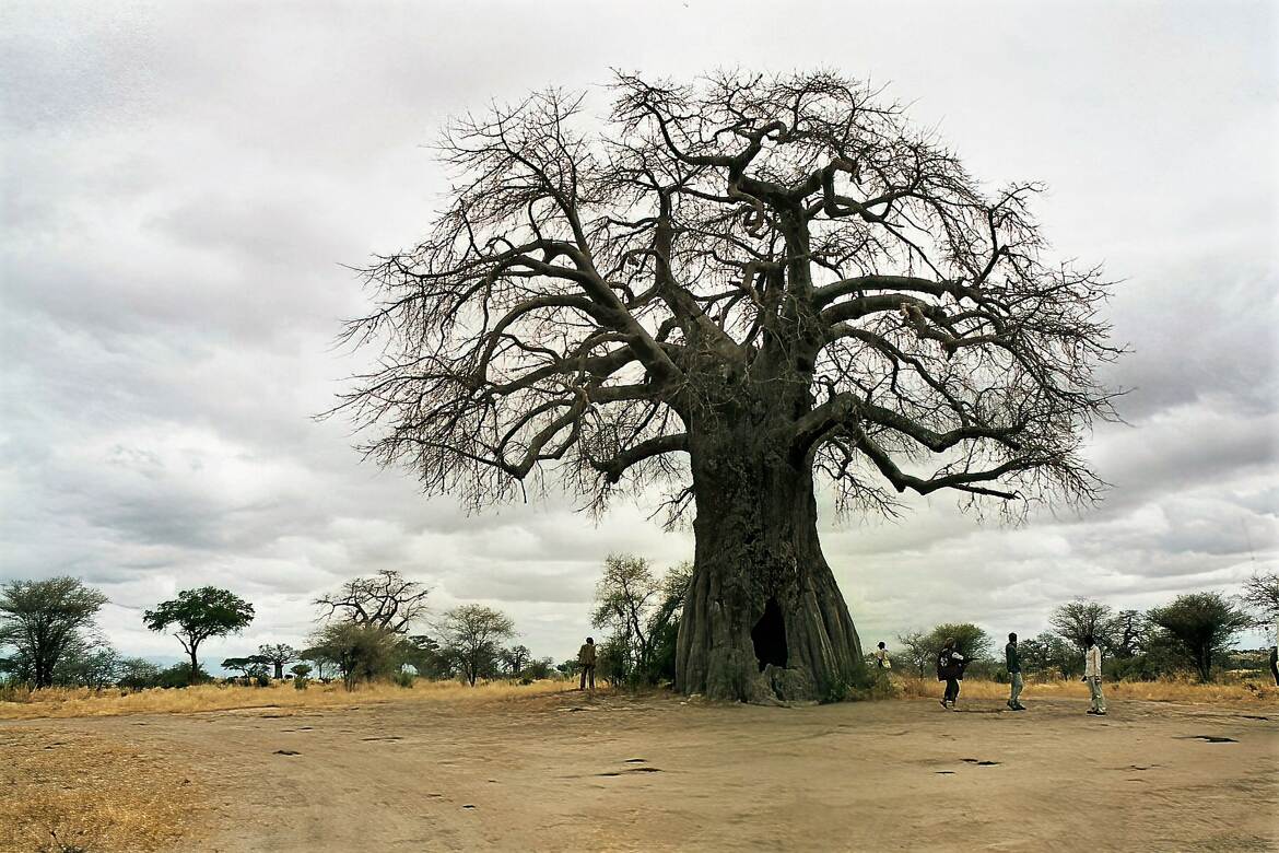 Baobab