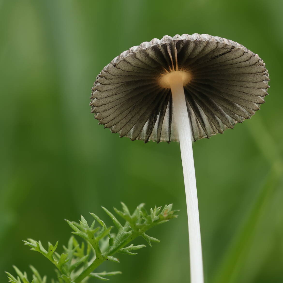 Petit champignon à lamelles noires