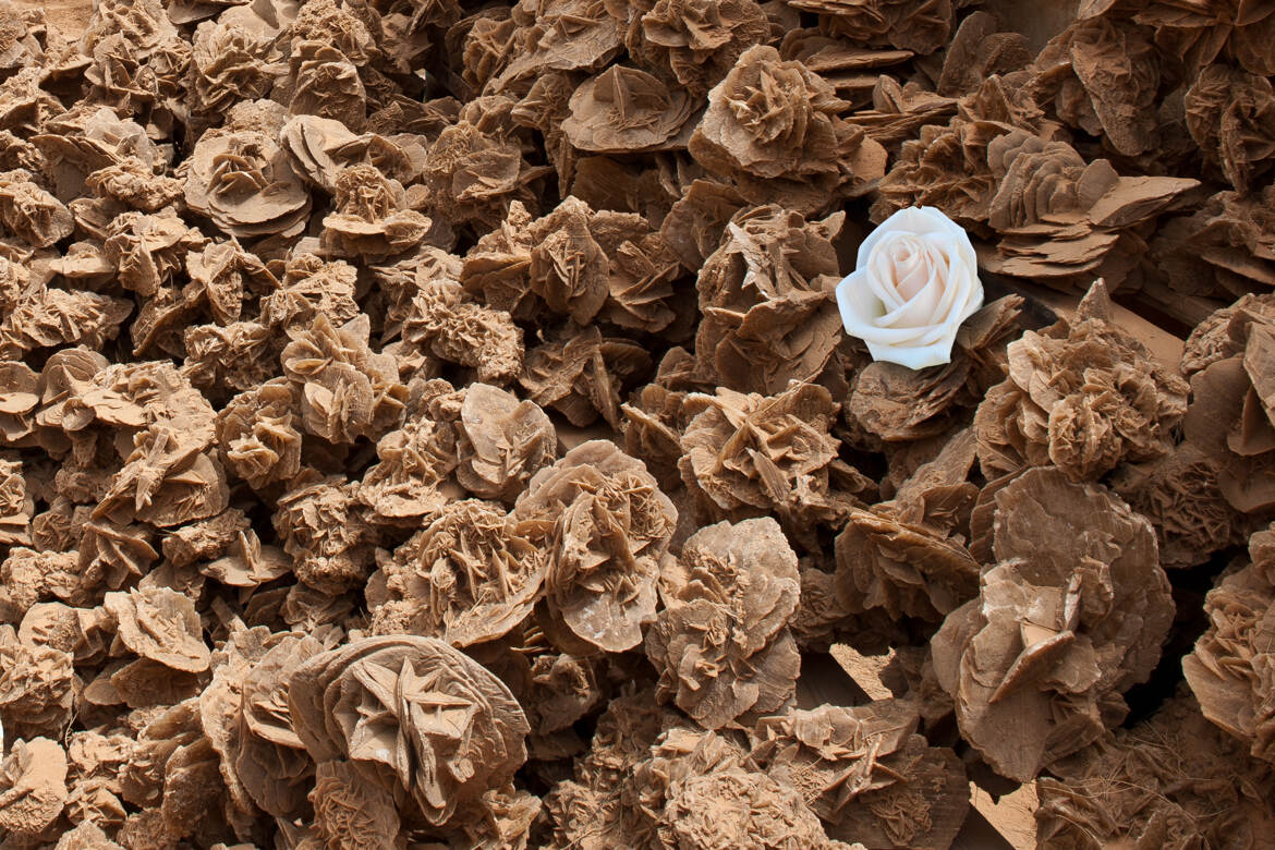 Roses des sables