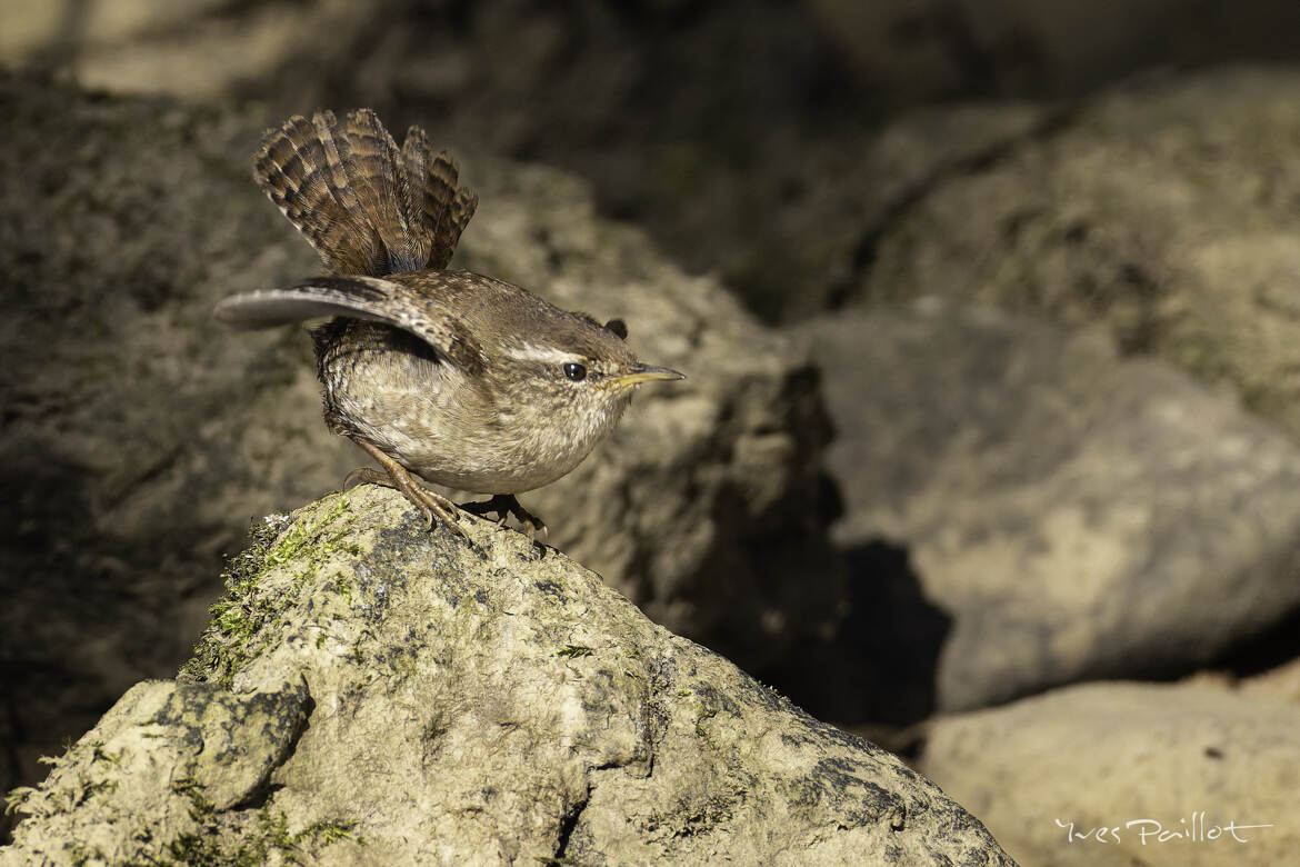 Prêt au décollage...