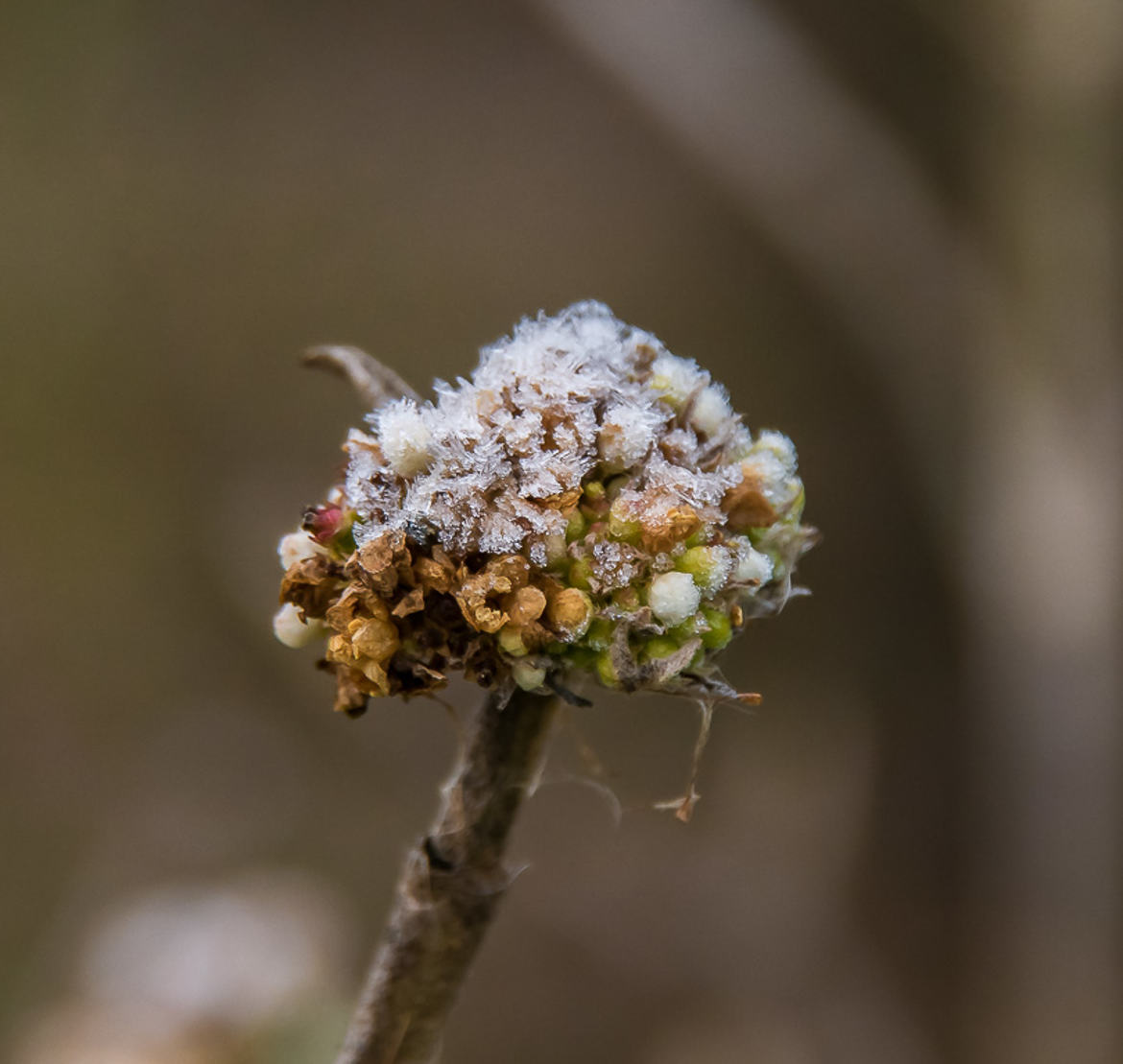 givre