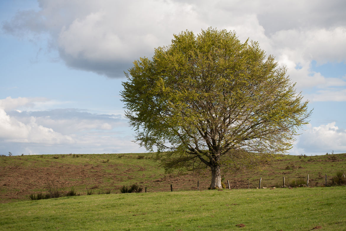 l'arbre solitaire