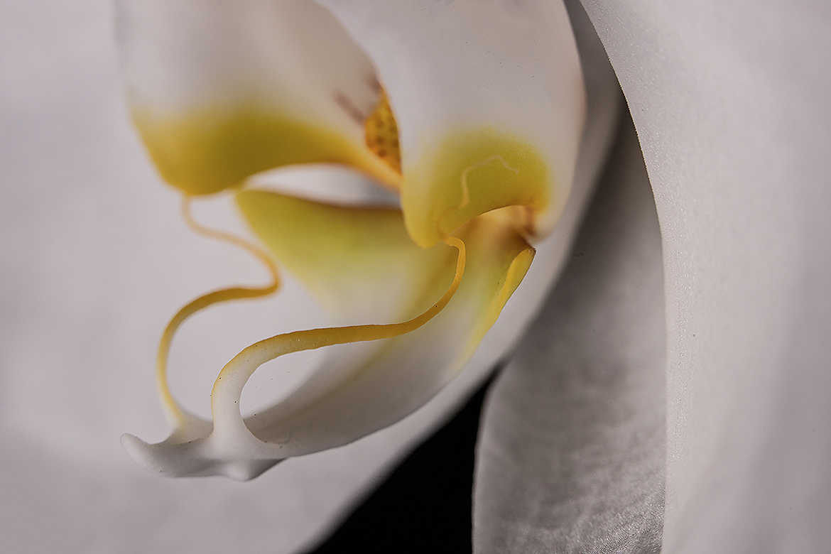 Au cœur de l'orchidée