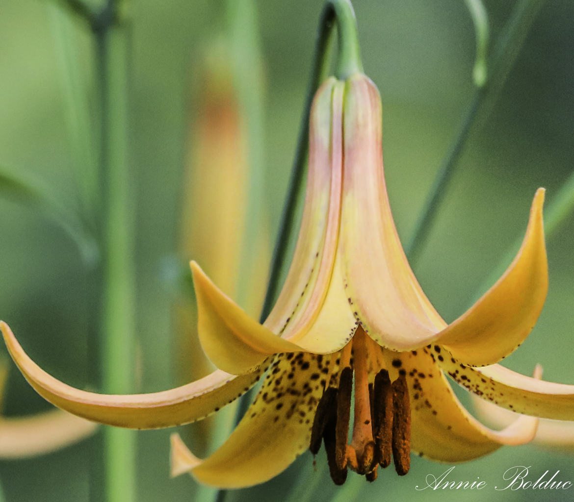 fleurs ensoleillée