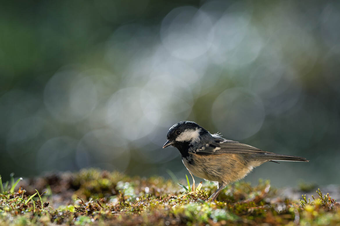 Mésange noire