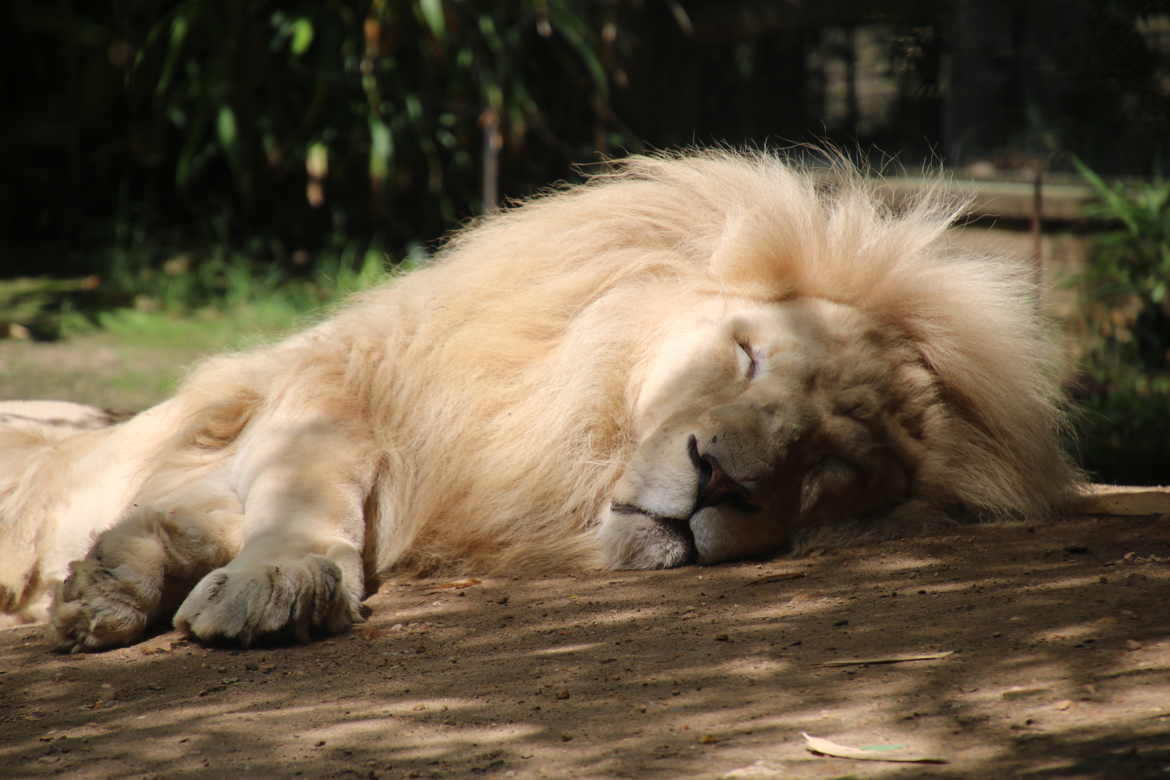 Zoo La Flèche