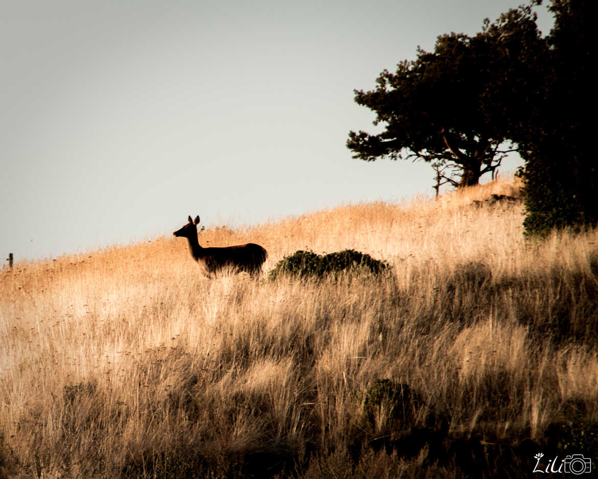 Biche à l'affut