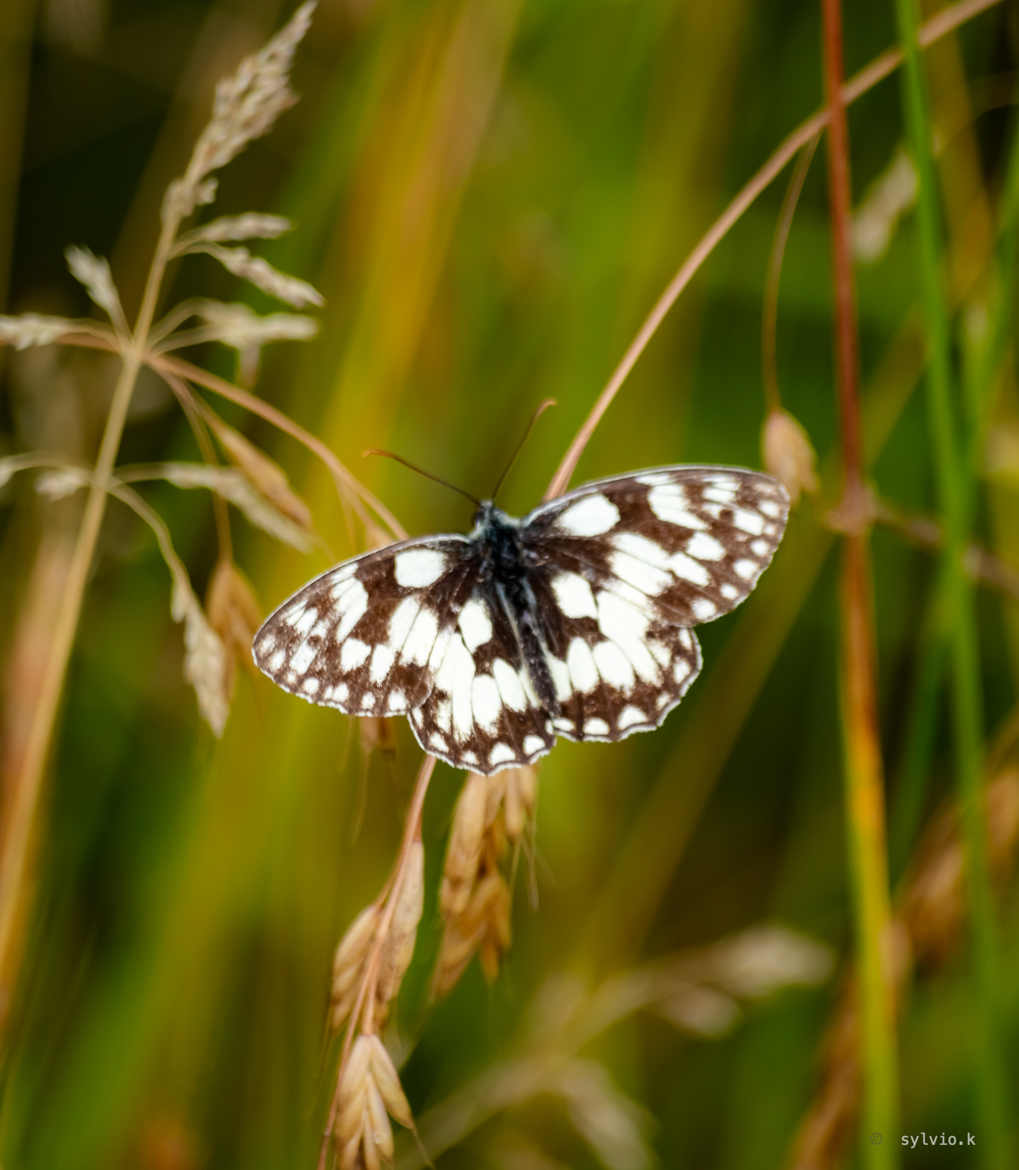 Le papillon