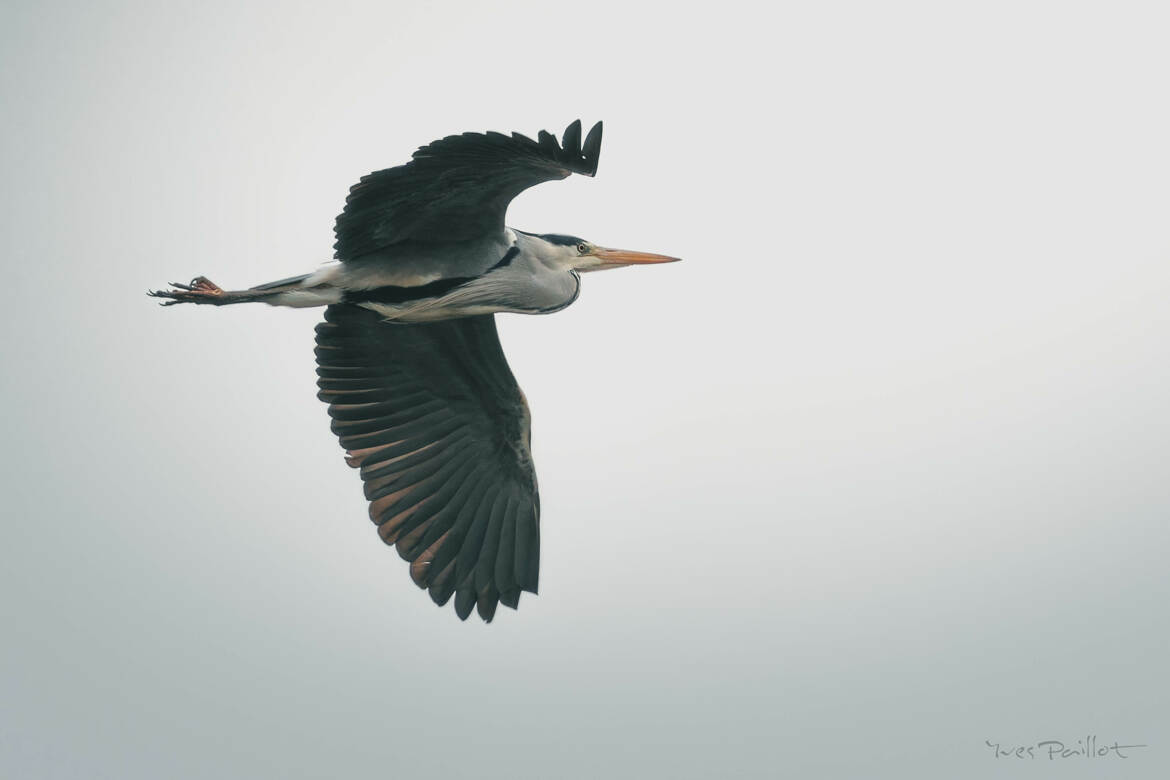 Vole au dessus de moi