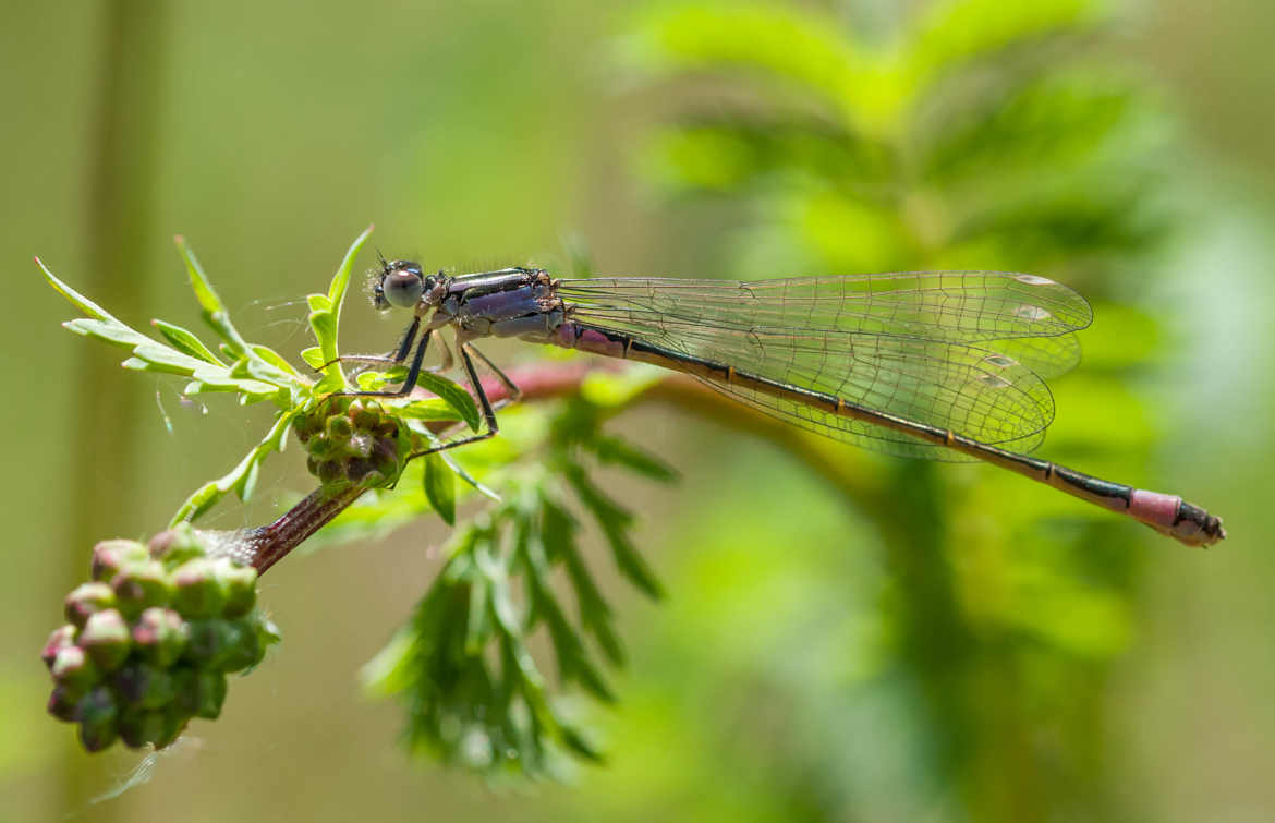 Premiere demoiselle