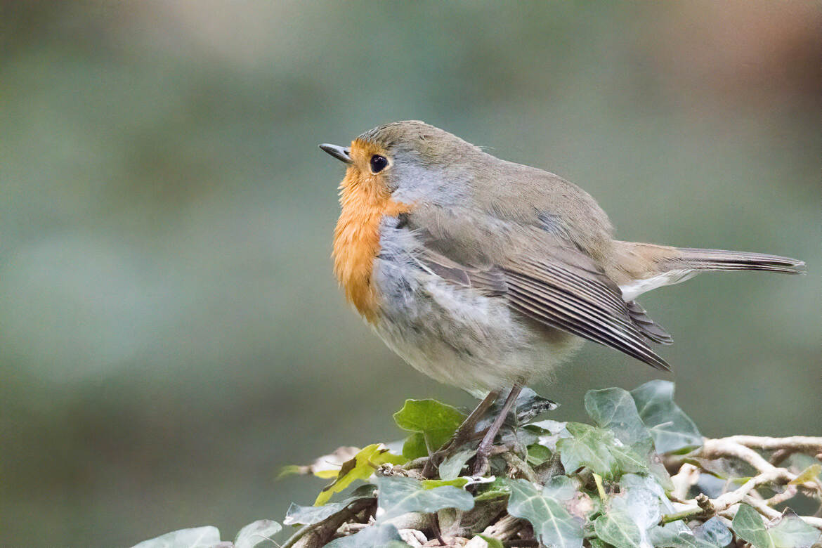 Rouge gorge familier en forêt