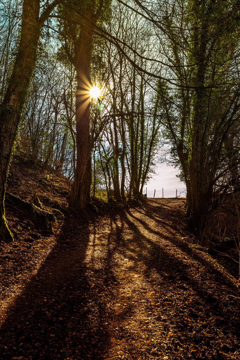 Contre jour en forêt V2